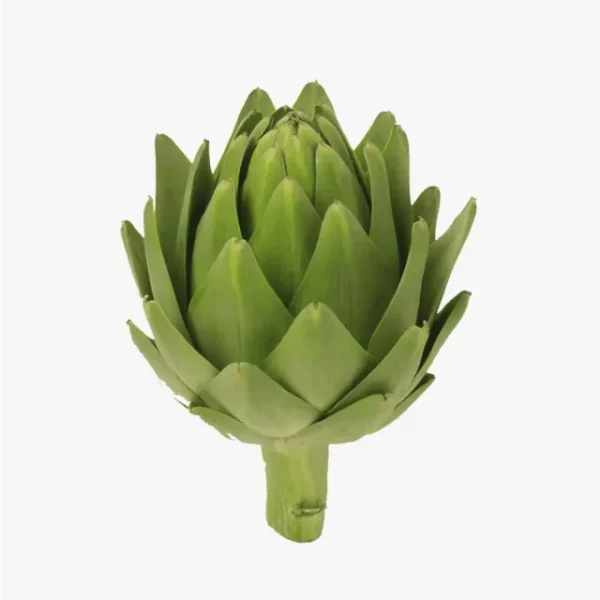 Artichokes Globe - Image 2